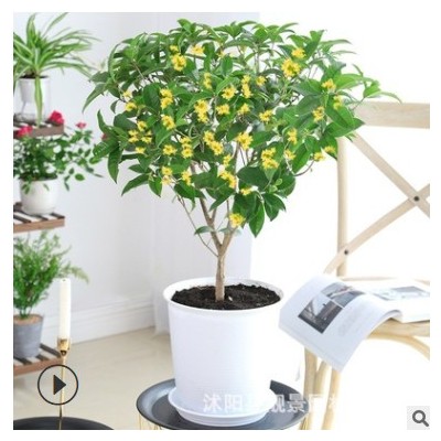 苗圃四季桂花樹苗 庭院盆栽四季開花濃香型室內花卉家養植物綠植