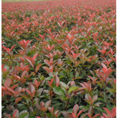 紅葉石楠球庭院綠化苗園林綠化工程苗室外四季長青彩色植物