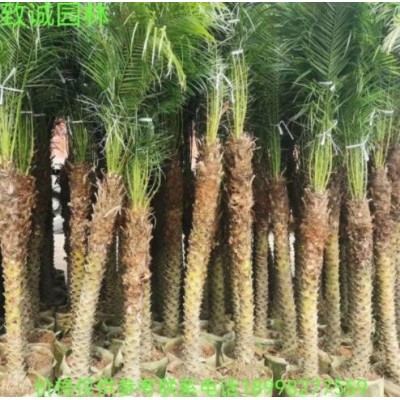 美麗針葵軟葉刺葵袋苗地苗廣東揭陽普寧致誠園林種植基地