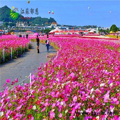 浙江省杭州市春季花海策劃效果免費設計
