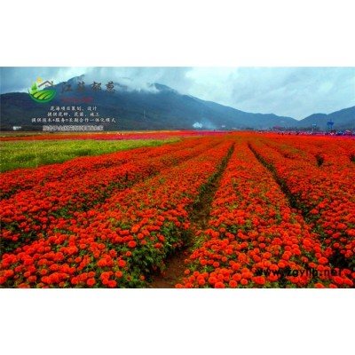 麥冬草種子哪里有賣的...高發芽率