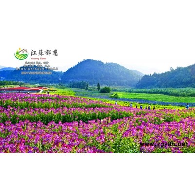 檸檬黃波斯菊種子價格...高發芽率