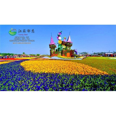 矮桿硫化菊種子種植技術方法...高發芽率