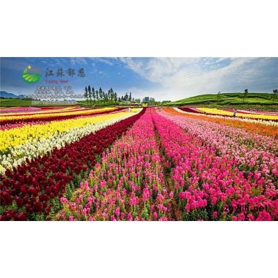 橡膠樹種子種植技術方法...高發芽率