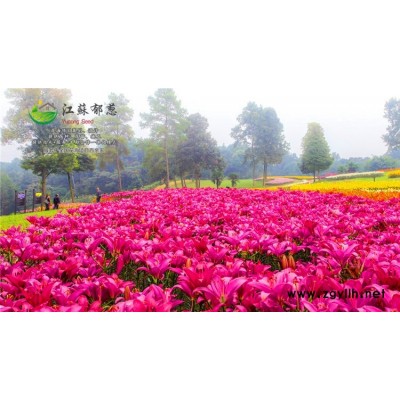 神香草種子價格...高發芽率
