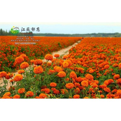 雪松種子價格...免費試鐘