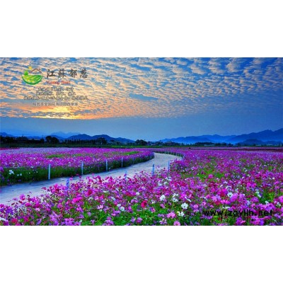 高桿黃色波斯菊種子哪里有賣的...高發芽率