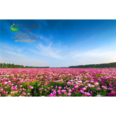 美國籽粒莧種子價格...高發芽率