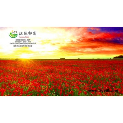 辣木種子一般多少錢一斤...認證企業