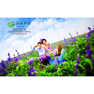 美女石竹種子價格...高發芽率