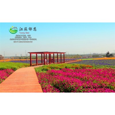美國石竹種子哪里有賣的...認證企業