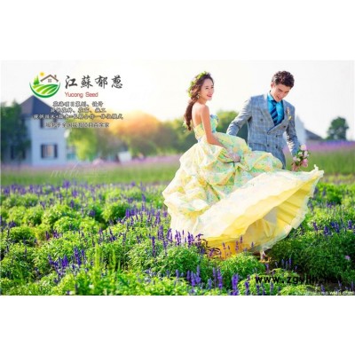 白蠟種子種植技術方法...高發芽率