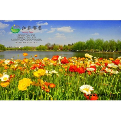 茴香種子價格...高發芽率