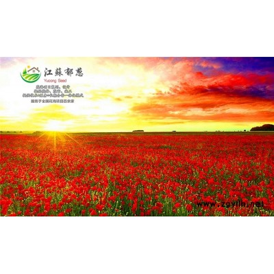 金彈子種子哪里有賣的...免費試鐘