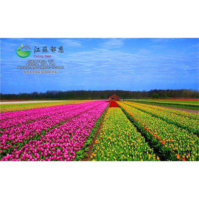 蒲公英種子哪里有賣的...認證企業