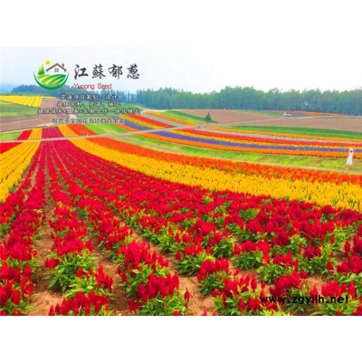 黃連木種子價格...高發芽率