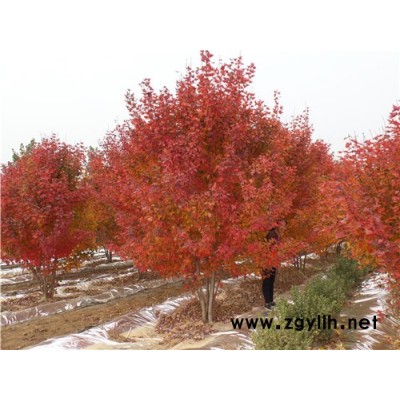 叢生美國紅楓工程綠化樹種-叢生美國紅楓-金楓綠化(查看)