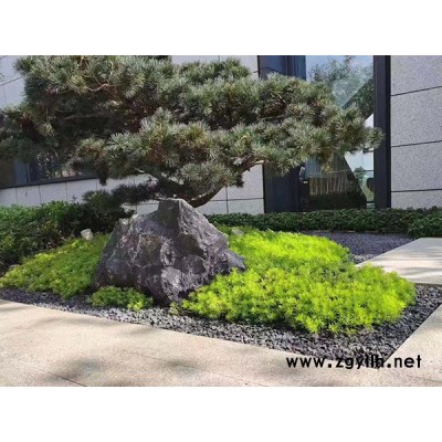 金葉佛甲草報價-韻可園林-威海金葉佛甲草