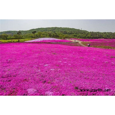 芳青花卉苗-芝櫻