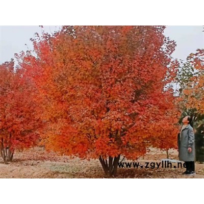 金楓綠化(圖)-叢生美國紅楓抗寒紅楓-叢生美國紅楓
