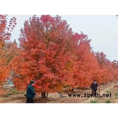 金楓綠化(圖)-彩葉綠化樹叢生美國紅楓-叢生美國紅楓
