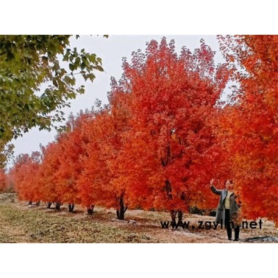 叢生美國紅楓抗寒彩葉苗木-叢生美國紅楓-金楓綠化