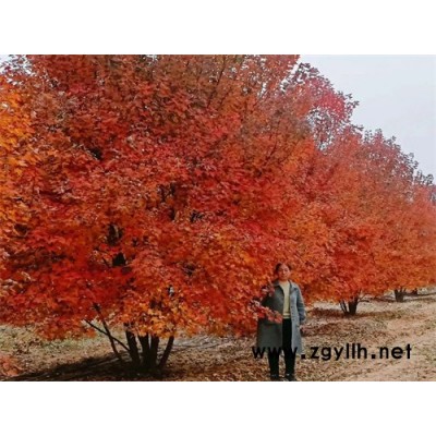 叢生美國紅楓-叢生美國紅楓基地價(jià)格-金楓綠化(誠信商家)