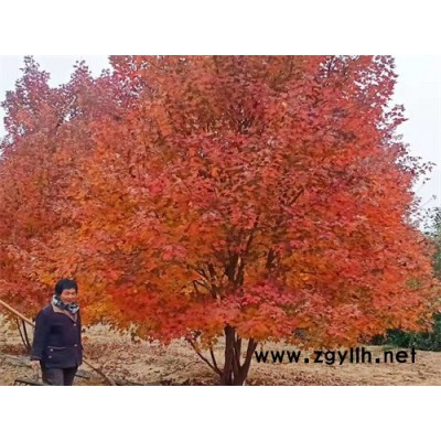 叢生美國紅楓落葉大喬木-金楓綠化-叢生美國紅楓