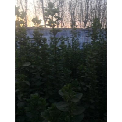 北海道黃楊-芳青花卉苗-1.8米北海道黃楊
