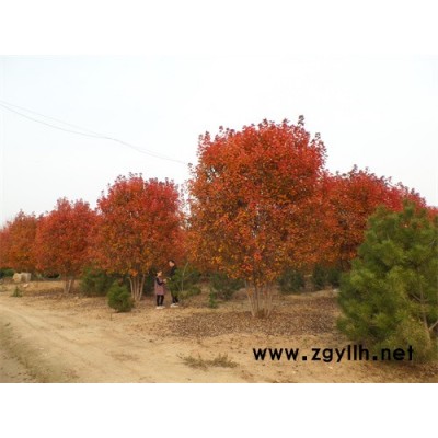 金楓綠化(圖)-叢生美國紅楓景觀栽植苗-叢生美國紅楓