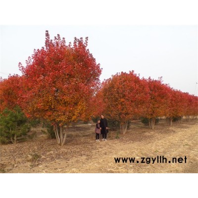 叢生美國紅楓價格趨勢-叢生美國紅楓-金楓綠化