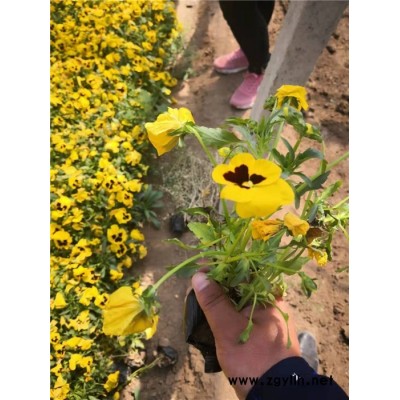 草花-抗寒草花-芳青花卉苗(誠信商家)