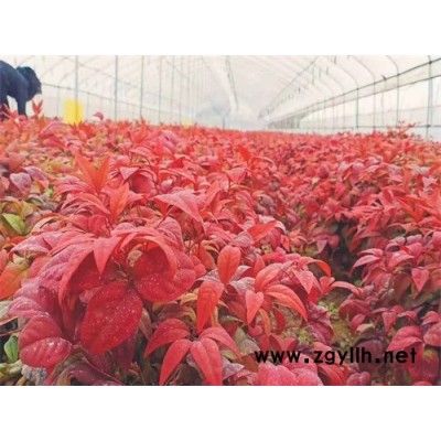 火焰南天竹-火焰南天竹的園林應(yīng)用-金楓綠化(誠信商家)