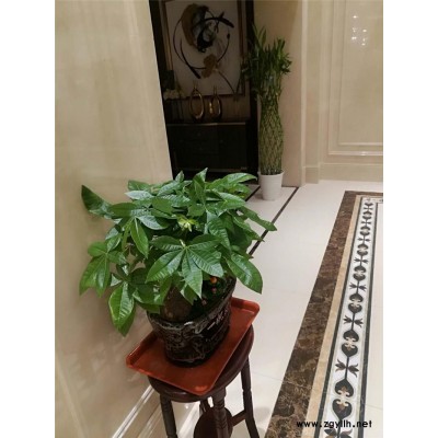 武漢綠植-眾芳園藝公司-綠植租賃