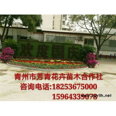 草花-芳青花卉苗(圖)-廣場草花