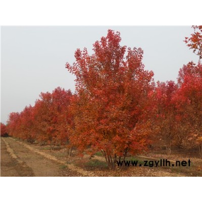 金楓綠化(圖)-4米叢生美國紅楓批發(fā)價格-叢生美國紅楓