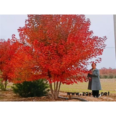 叢生美國紅楓高6米-金楓綠化(在線咨詢)-叢生美國紅楓