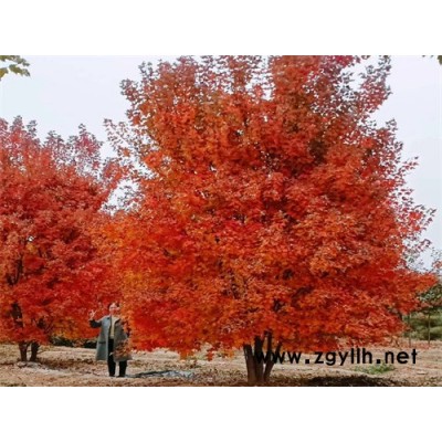 金楓綠化(圖)-叢生美國紅楓庭院苗-叢生美國紅楓