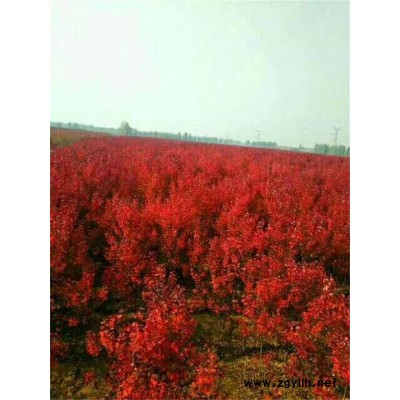 美國紅點紅楓種植產地-美國紅點紅楓-韻可園林(查看)