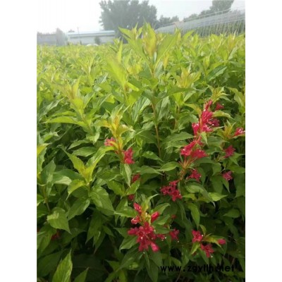 紅王子錦帶容器苗-紅王子錦帶-芳青花卉苗(在線咨詢)