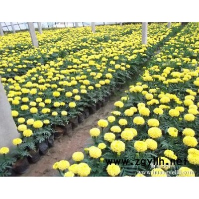 芳青花卉苗(圖)-草花種植基地-草花