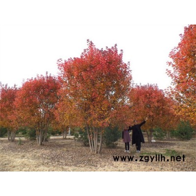 金楓綠化(圖)-叢生紅點紅楓苗木價格-叢生紅點紅楓