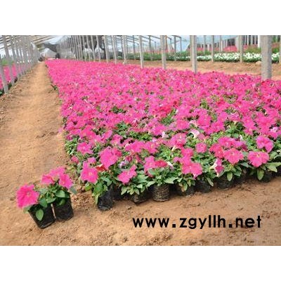 草花基地-草花-芳青花卉苗(查看)