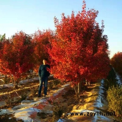 冠幅6.5米叢生紅點(diǎn)紅楓-東楓園林-六安叢生紅點(diǎn)紅楓