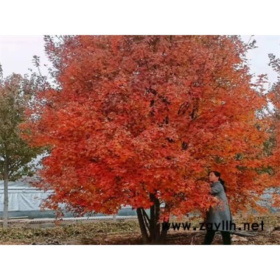 叢生紅點紅楓-叢生紅點紅楓5米批發價-金楓綠化(誠信商家)