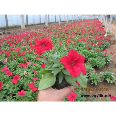草花批發(fā)-草花-芳青花卉苗(在線咨詢)