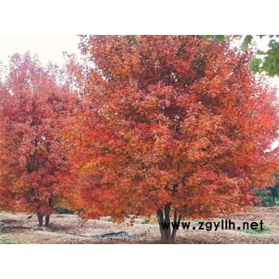 基地批發叢生紅點紅楓-金楓綠化(在線咨詢)-叢生紅點紅楓