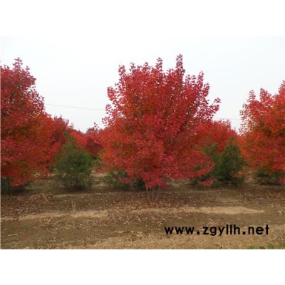 叢生紅點紅楓-叢生紅點紅楓山東銷售地-金楓綠化(誠信商家)