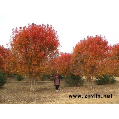 叢生紅點紅楓泰安苗圃-金楓綠化(在線咨詢)-叢生紅點紅楓