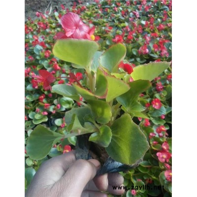 芳青花卉苗(圖)-時令草花-草花